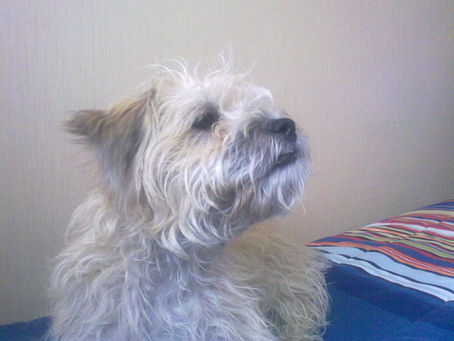Rocko