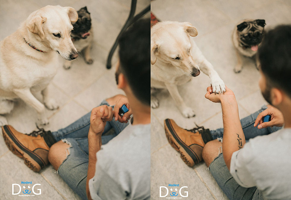 Adiestramiento Canino a Domicilio con Entrenadores Certificados en México