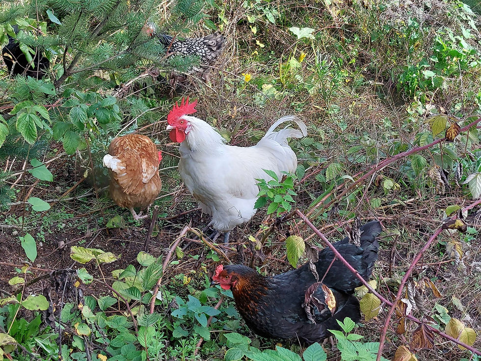 Raising Chickens for Beginners