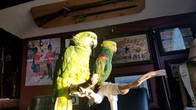 Roger & Amigo2.jpg