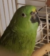 Charlie (Bonded to angel) amazon 2.jpg