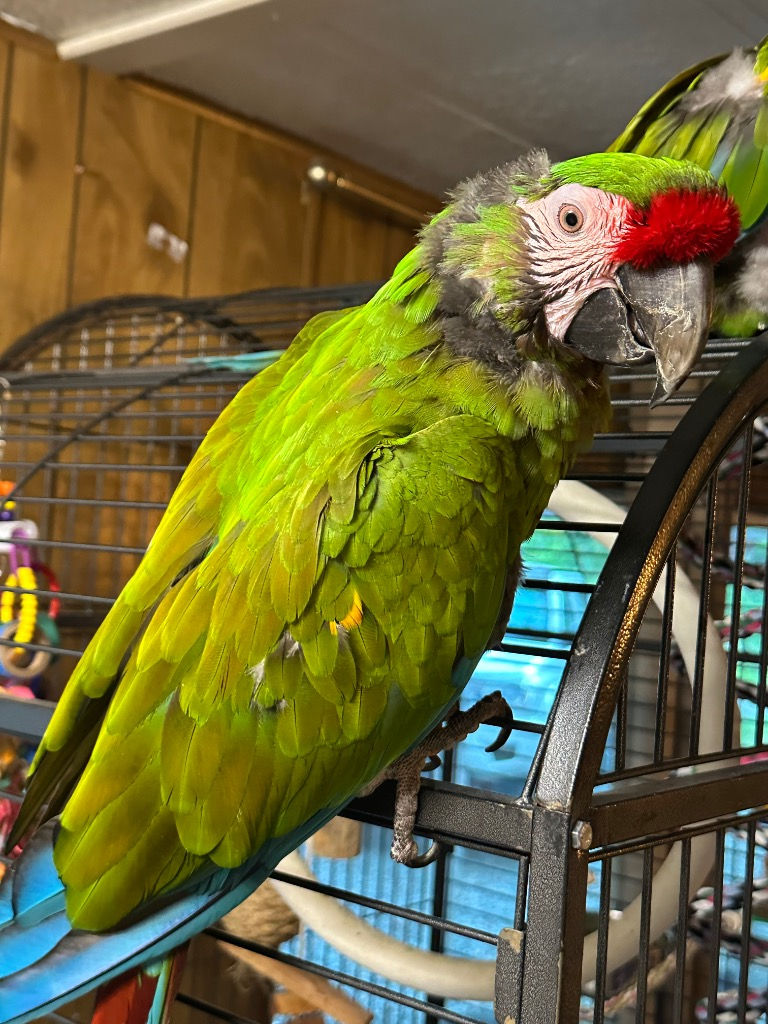 Bonnie macaw 1.jpg