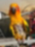 Momo.jpg