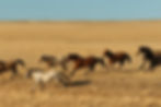 Wild horses running across open Wyoming plains near the Bighorn Mountains