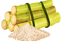 Sugar Cane.png