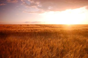 wheatfield-sunset.jpg