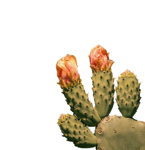 rafael-padeiro-1wj1Pe6-p8Y-unsplash_edit