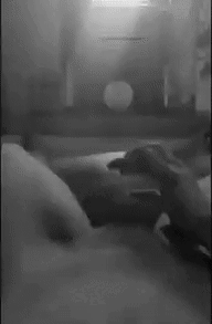 7ecc74_88110c93b32f41129b6ed0961d3b8061~mv2.gif