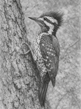 wildlife drawing of a woodpecker by Maria Abeyesekere