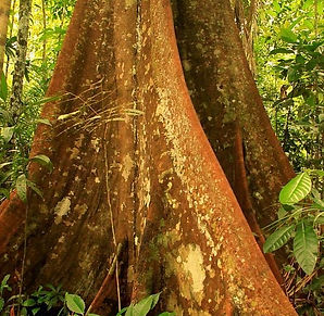 Alter Baum mindest 500 Jahre alt
