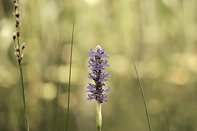 38155469_2037612776314103_65553781712213