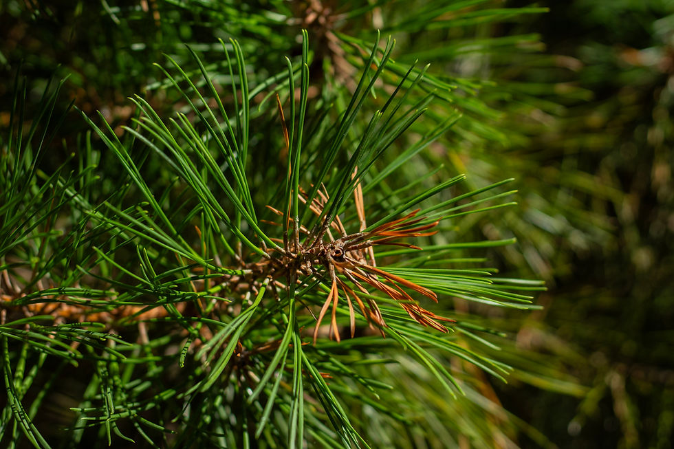 Pitch Pine