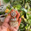 Thumbnail: Pavithra Jhumka Multi - P0601