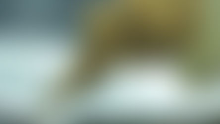 AMPARO PARA MEJORAR LA CALIDAD DEL AIRE EN EL ÁREA METROPOLITANA DE MONTERREY.