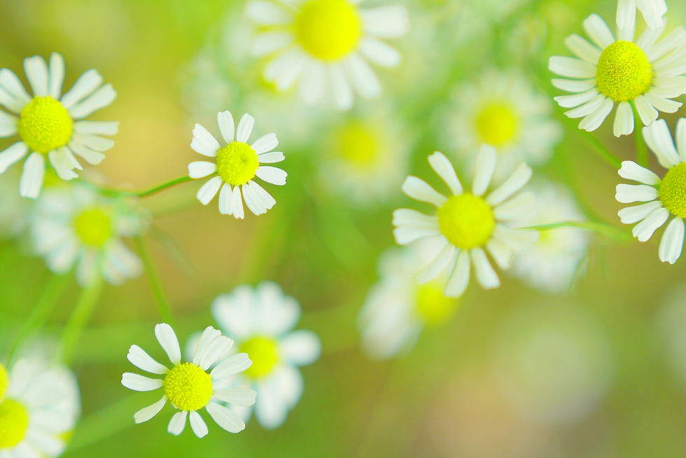 お花