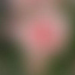 Embracing Simplicity: My Journey from 60 Flower Varieties to Just 1