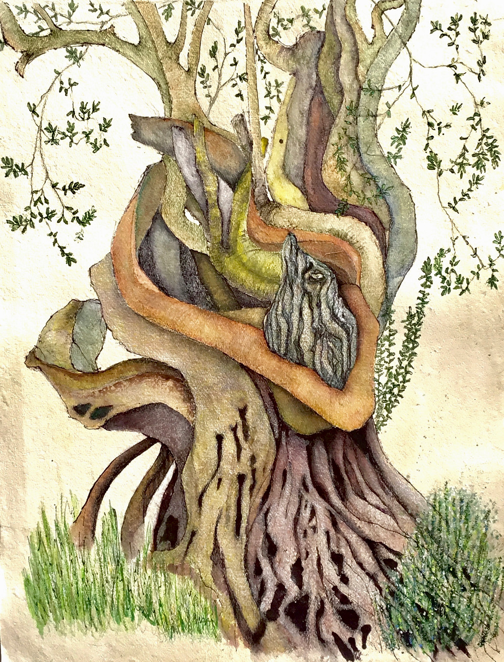 A hand-coloured pen and ink drawing of an ancient olive tree, showing a complex set of twisted and broken branches, yet still bearing delicate branches of new foliage. At the foot of the tree fresh green grass and a rosemary bush. Yellow, ochres, greens, greys and greens.