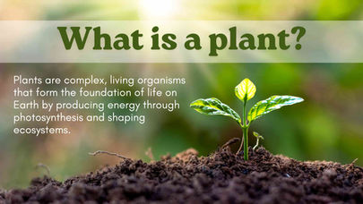 Nutrient-Rich Plants: Health Benefits, Uses & Top Foods for Wellness