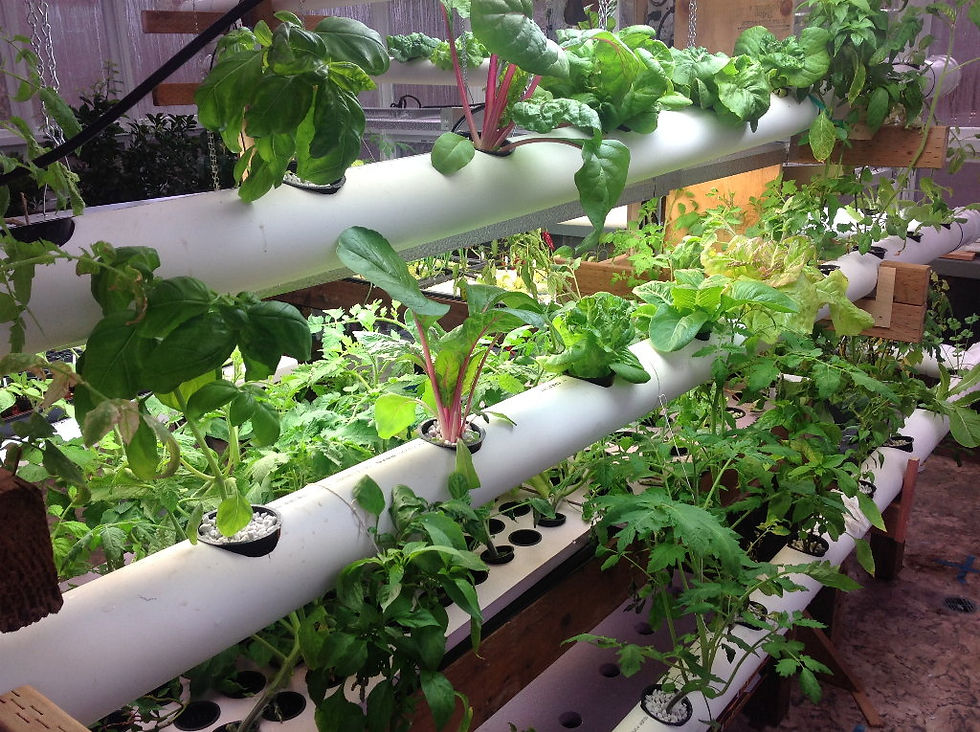Hydroponic you can do at home