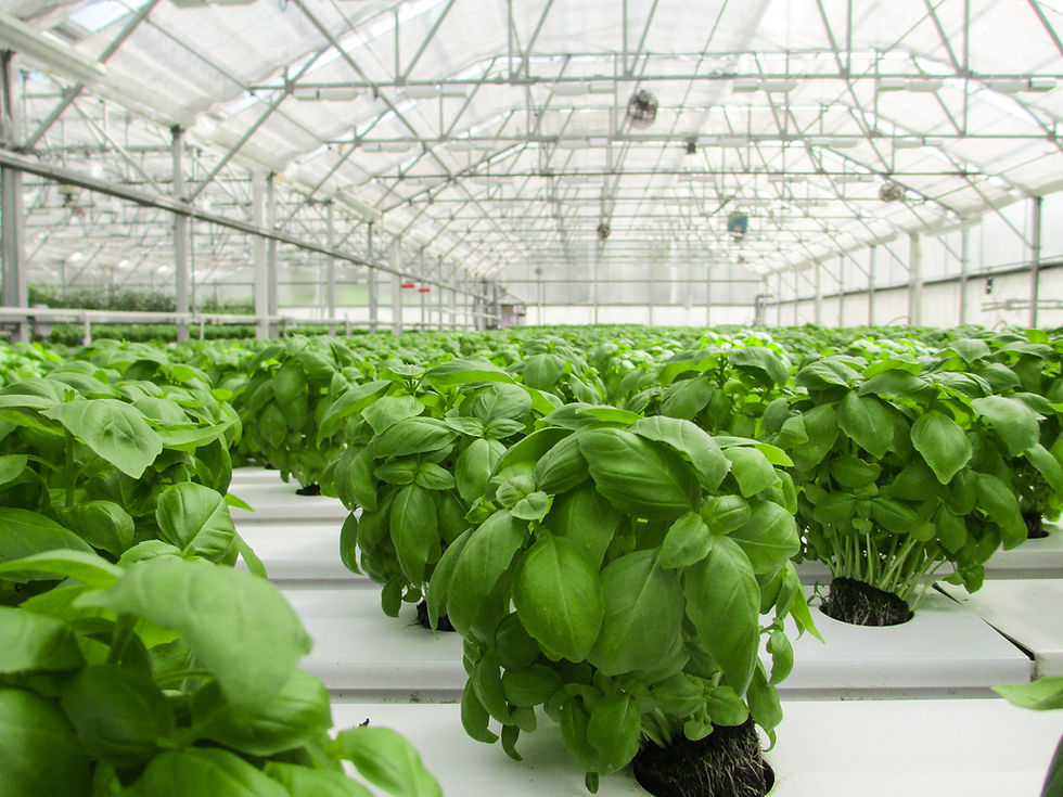 Lemon basil grown in aquaponic systems.