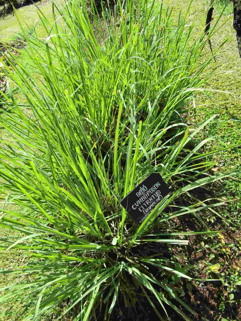 Lemongrass (Cymbopogon citratus)
