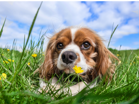 What is the difference between a pet and a human psychic reading?