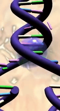 replicação_semiconservativa_-_mais_peque