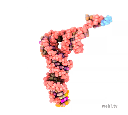tRNA_GIF_12_415.gif
