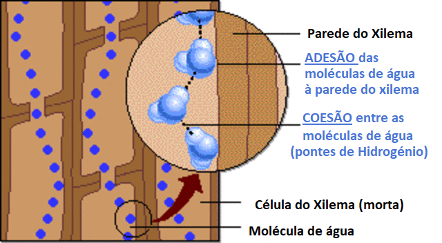 ascenção xilema Português.gif