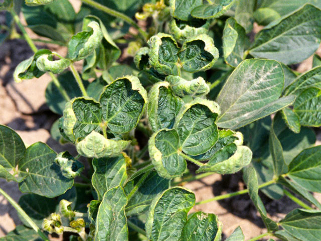 Dicamba causes leaves of soybeans not genetically modified to withstand the dicamba herbicide to curl into cup like shapes.