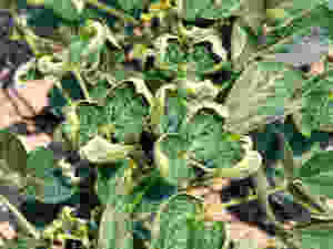 Dicamba causes leaves of soybeans not genetically modified to withstand the dicamba herbicide to curl into cup like shapes.