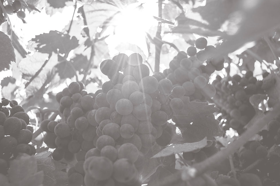 CHAMPAGNE BLANC DE NOIRS BRUT