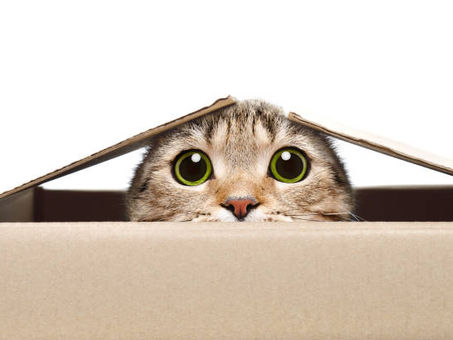 Curiosity in B2B Storytelling and The Whole Story, The Ultimate Guide to Storytelling