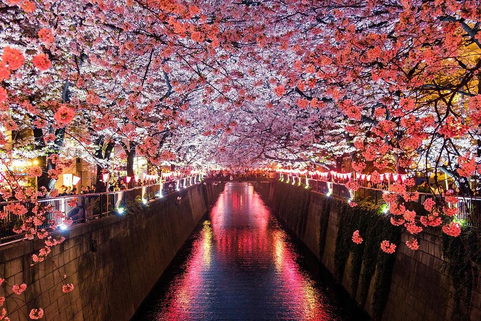 Sakura