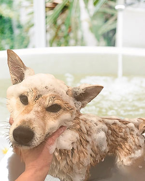 大宮　トリミング　かわいい