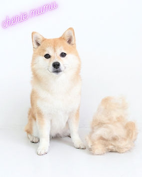 大宮のトリミングサロンでレーキングをしたポメ柴と抜け毛