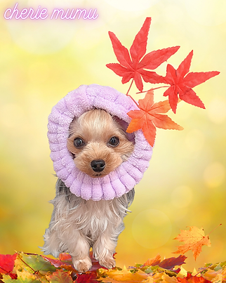 大宮のかわいいトリミングサロンのcheriemumuでシャンプーしたヨークシャテリア　シェリームム