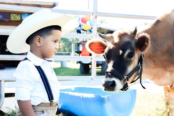 Little boy with cow at La Hacienda Venue