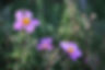 fiori del cisto