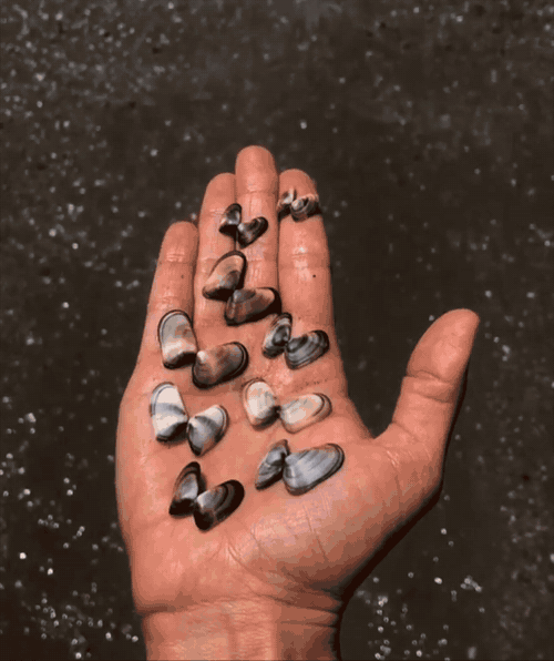 maos-mar-website.gif