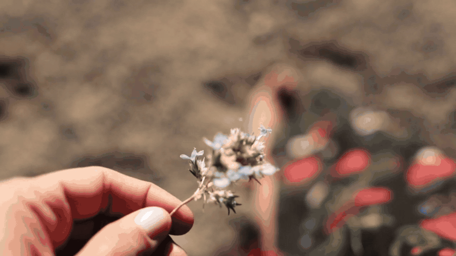 maos-florzinha-connect-website.gif