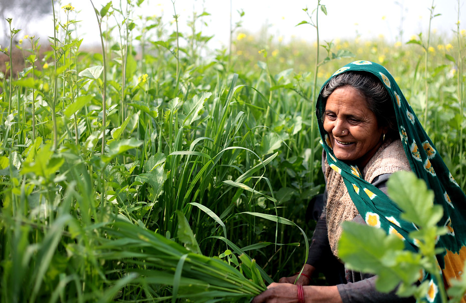 Woman in a Field