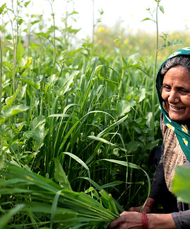 Woman in a Field