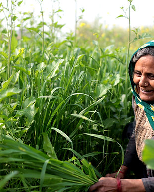 Woman in a Field