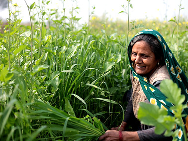 Woman in a Field