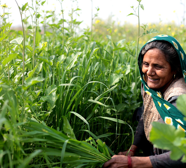 Woman in a Field