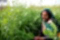 Woman Harvesting Crops