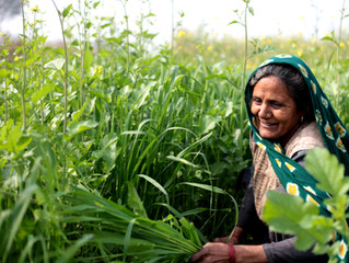 EasyOven Cultures: India