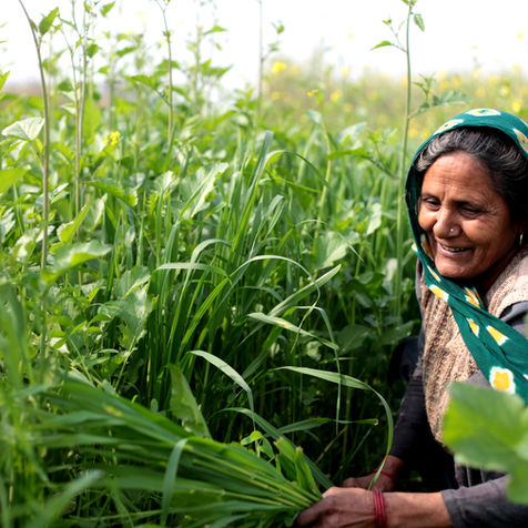 Artificial intelligence is helping farmers address climate change and ClimateAi is at the forefront