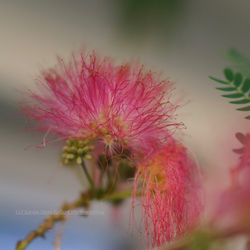 DSC06559n